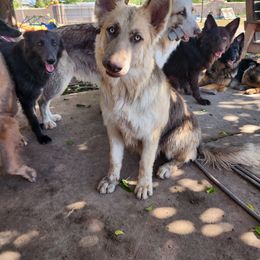 Lola - German Shepherd