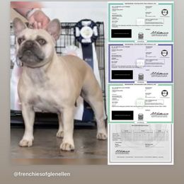Phemme - French Bulldog