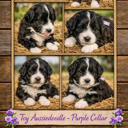 Purple collar toy - Black tri-color female Aussiedoodle puppy in 32046, Florida from River Hill Ranch
