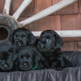 Labrador Retrievers from Lake Julia Labradors