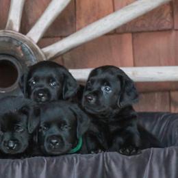 Labrador Retrievers from Lake Julia Labradors