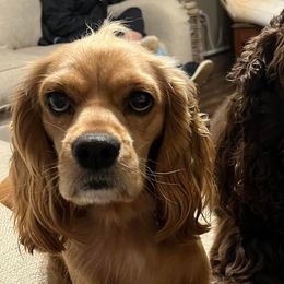 Cocker Spaniels from Gambles Cocker Spaniels
