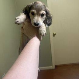 Tiny - Cream male Dachshund puppy in Early, Texas from Ryan House Dachshunds