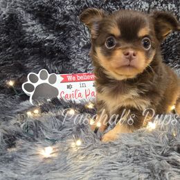 Rocket - Chocolate and tan male Chihuahua puppy in Bowdon, Georgia from Paschal's Pups