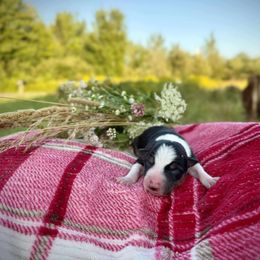 Caramel - Tri-color female Border Collie puppy in Alexander, Maine from High Velocity Stockdogs