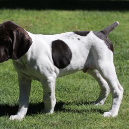 German Shorthaired Pointer Puppies from Wooldridge Kennels
