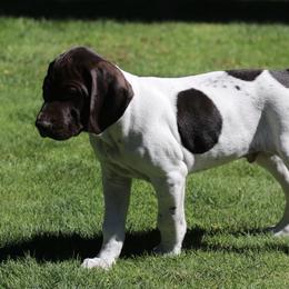 German Shorthaired Pointer Puppies from Wooldridge Kennels