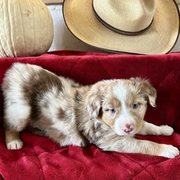 Sage - Red merle female Australian Shepherd puppy in Scottsdale, Arizona from B & T's Aussies & Aussie Doodle's