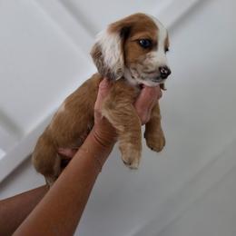 Chicken - Dapple male Dachshund puppy in St. Clair Shores, Michigan from Stanced Doxies