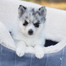 Pomsky, Rottweiler, Shetland Sheepdog, and Toy Shetland Sheepdog Puppies from Mountain High Kennels