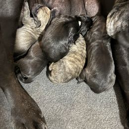 Girl 2 - Brindle female Great Dane puppy in Indianola, Iowa from Bull West Kennels