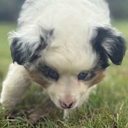 Shannon - Blue merle female Miniature Australian Shepherd puppy in Granbury, Texas from Jubilee Acres