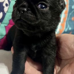 Yellow baby - Black female Pug puppy in Saint Pauls, North Carolina from Copperfield’s Goldens