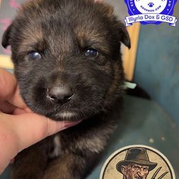 Kruger - Sable male German Shepherd puppy in Livingston, Kentucky from Illyria Dox & GSD