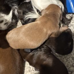 Dachshund Puppies from Hannau Doxies