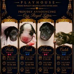 Cockapoo puppies from Royal Cockapoo Playhouse