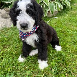 Charlie Brown - Blue Boy - Black and white Sheepadoodle puppy in Camillus, New York from Spy Haven LLC