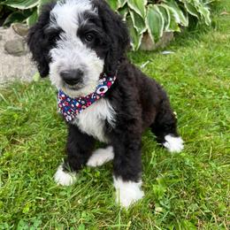 Charlie Brown - Blue Boy - Black and white Sheepadoodle puppy in Camillus, New York from Spy Haven LLC