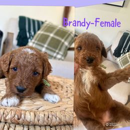 Brandy - Red  female Goldendoodle puppy in Glendale, Arizona from Follow Your Bliss Doodles