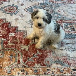 White Heart mini - male Schnoodle puppy in El Campo, Texas from Pretty Paws - Tx