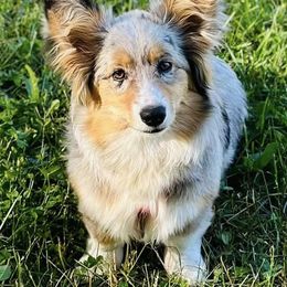 American Corgis, Pembroke Welsh Corgis, and Yorkshire Terriers from Ingram's Corgis & Yorkies