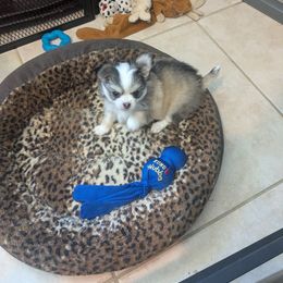 Giggy Girl - Black and white female Chihuahua puppy in Palm Coast, Florida from Pampered Chihuahuas