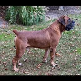 Boerboel Puppies from Relentless Boerboels