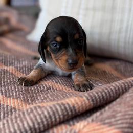Delilah - Piebald female Dachshund puppy in Powell, Tennessee from Tall & Tiny TN k9s