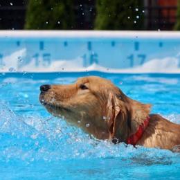 Golden Retrievers from Revival Retrievers