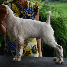 Boy 4 - male Brittany puppy in Hollidaysburg, Pennsylvania from Royal Flush Farms
