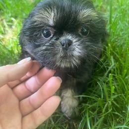 Girl 1 - Black and tan female Shih Tzu puppy in Tenino, Washington from Fantasy Realm Shih Tzus