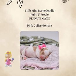 Pink Collar- Sally - Brown and white female Bernedoodle puppy in Lexington, North Carolina from Deborah’s Doodles