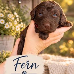 Fern - Brown female Whoodle puppy in Knoxville, Tennessee from Fleury Farm Doodles TN