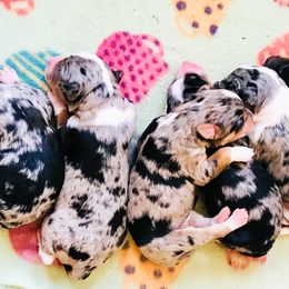 Aussiedoodle puppies from Arena Valley Acres