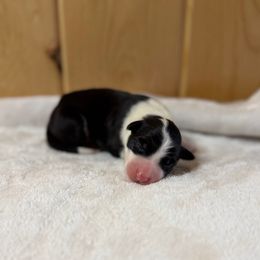 Snapple - Black and white male Border Collie puppy in Owenton, Kentucky from Three16 Ranch