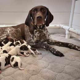 Boy 2 - Liver and white male German Shorthaired Pointer puppy in Fort Collins, Colorado from Trillium German Shorthaired Pointers