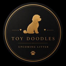 Goldendoodle puppies from Kid's Best Doodle