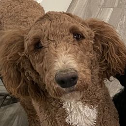 Millie - Poodle