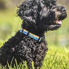 Australian Cobberdog All Grown Up from MountainAyres Australian Cobberdogs