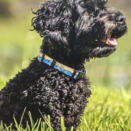 Australian Cobberdog All Grown Up from MountainAyres Australian Cobberdogs