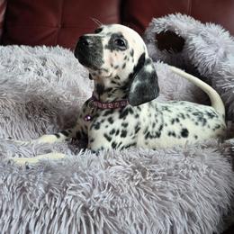 Jinn (LUA) - White and black female Dalmatian puppy in Salem, Missouri from Paradise Spots Dalmatians