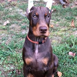 Doberman Pinscher Puppies from Hierarch Dobermans