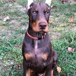 Doberman Pinscher Puppies from Hierarch Dobermans