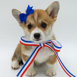 Hope - Red female Pembroke Welsh Corgi puppy in Walsh, Colorado from Wilson Ranch Corgis