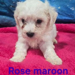 Rose - White and cream female Bichon Frise puppy in Neosho, Missouri from Cooley's Cuddle Pups