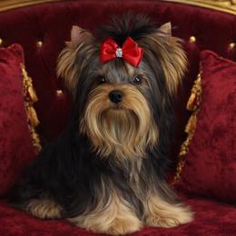 Belka - Yorkshire Terrier