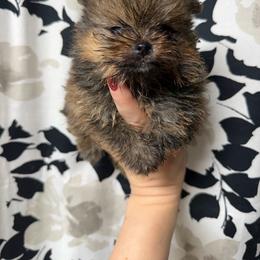 Buddy - Orange sable male Pomeranian puppy in Grayslake, Illinois from Touch Of Clouds Poms