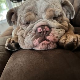Bulldog All Grown Up from M-151 Bulldogs
