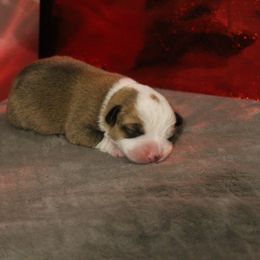 Pembroke Welsh Corgi Puppies from Southern Raised Corgis