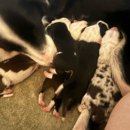 Boy two - Black and white male Border Collie puppy in Roanoke, Virginia from Romestar performance K9